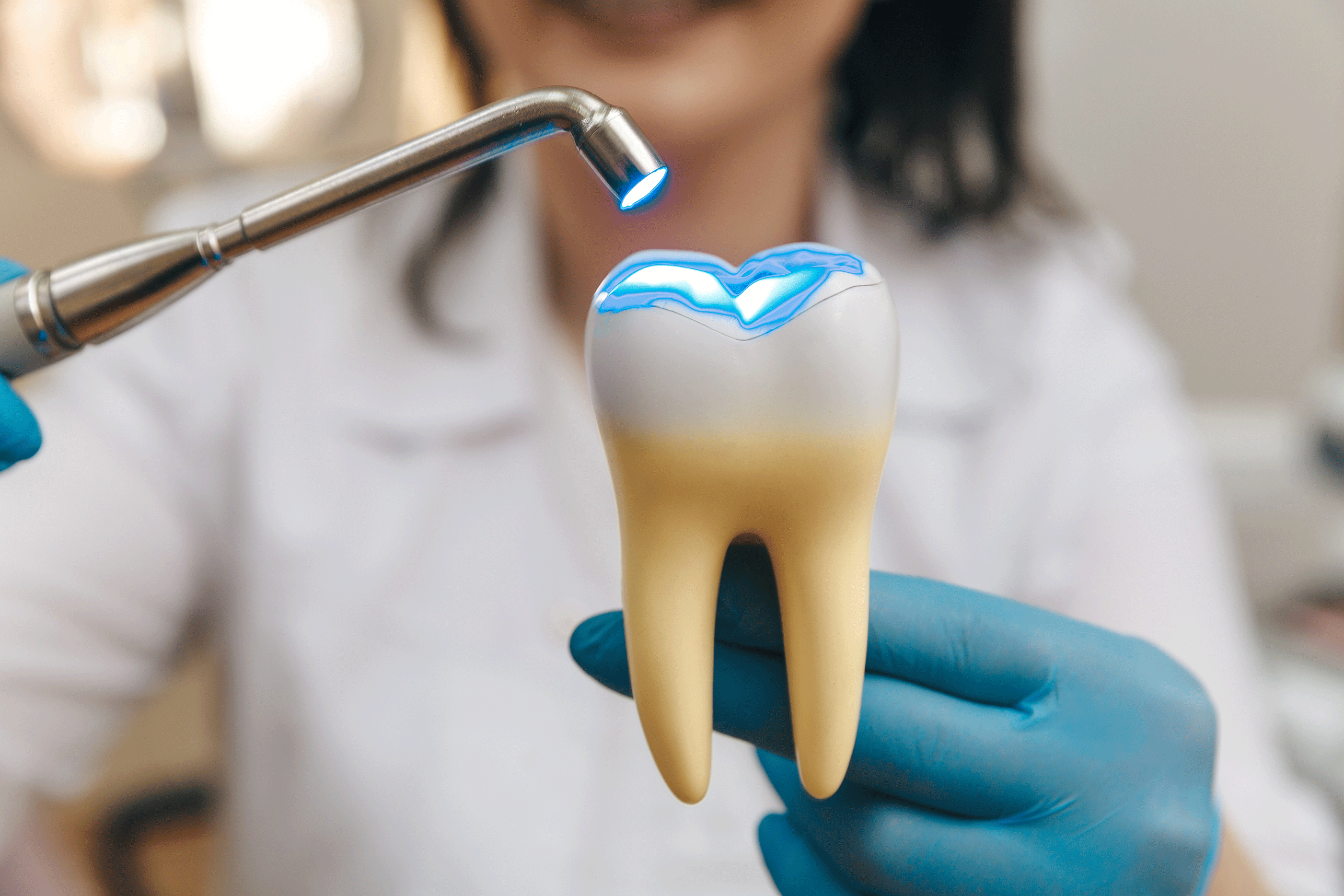 Zahnexponat, an dem Füllung demonstriert wird